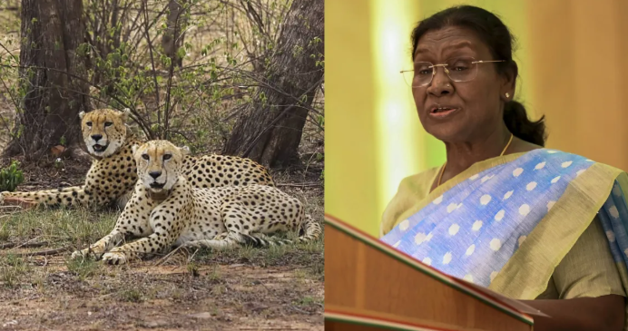 प्रोजेक्ट चीता को नई उड़ान: बोत्सवाना से भारत को मिलेंगे 8 और चीते, राष्ट्रपति मुर्मू की ऐतिहासिक यात्रा के दौरान हुआ समझौता