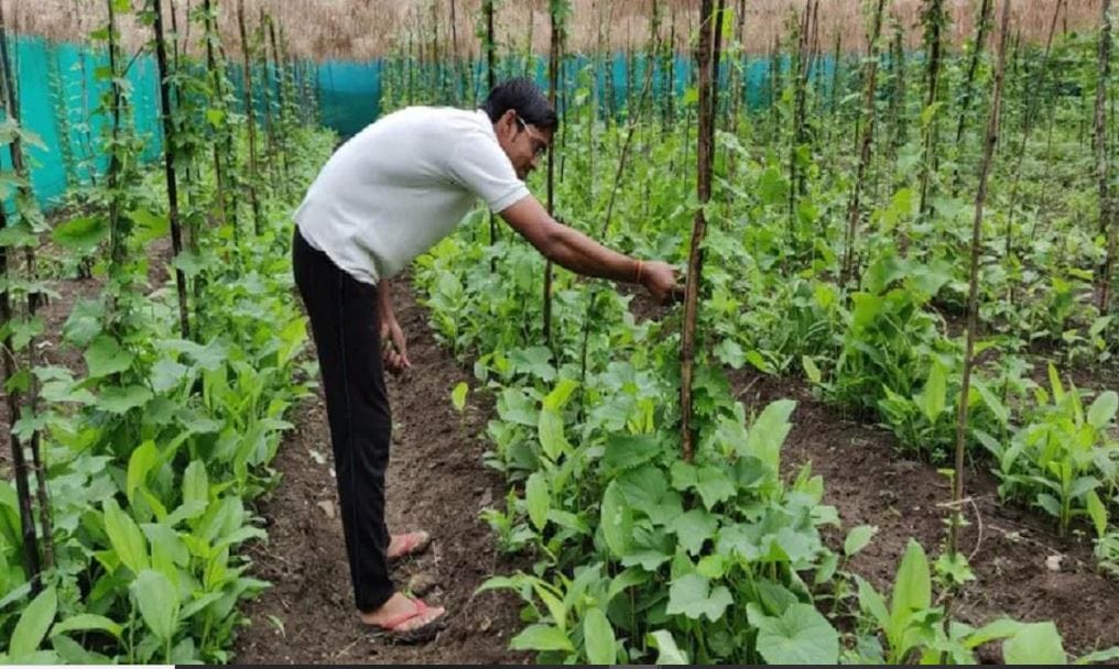 Zero Cost Farming in MP – मध्य प्रदेश में किसान होंगे मुफ्त खेती के फायदे का अनुभव