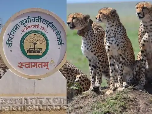 वीरांगना दुर्गावती टाइगर रिजर्व: मुख्यमंत्री करेंगे ‘सॉफ्ट रिलीज बोमा’ का शुभारंभ