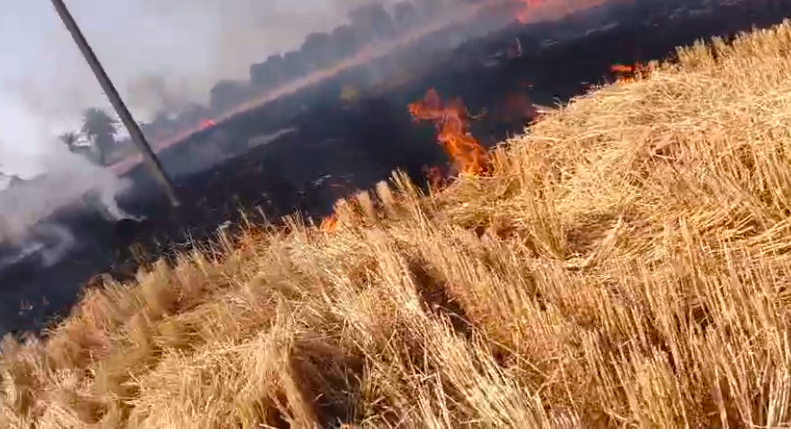 दमोह: अभाना गांव में बिजली तार गिरने से लगी आग; ग्रामीणों की तत्परता से टली बड़ी दुर्घटना