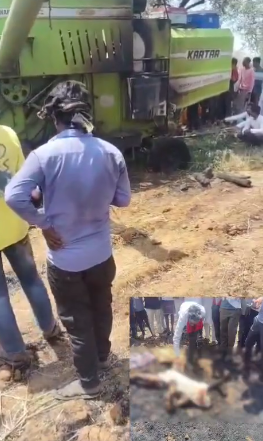 छतरपुर: हार्वेस्टर मशीन के हाईटेंशन लाइन की चपेट में आने से किसान की मौत