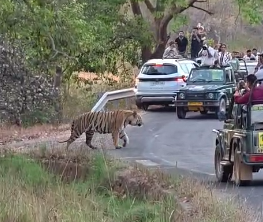 बांधवगढ़ में फिर बाघ की दस्तक: सुरक्षा उपायों की अनदेखी पर उठे सवाल