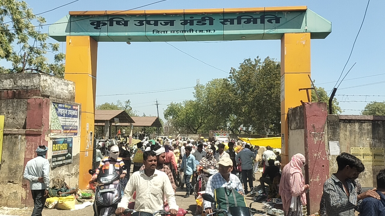 बड़वानी: सौंफ की बंपर आवक से मंडी में रौनक, लेकिन गुणवत्ता पर असर