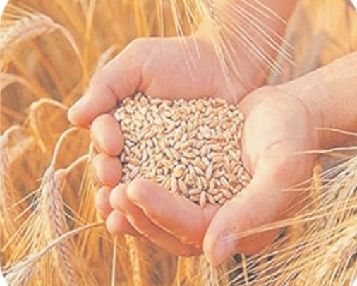 बड़वानी में समर्थन मूल्य पर गेहूं खरीदी 10 अप्रैल से शुरू, 4738 किसानों ने कराया पंजीयन