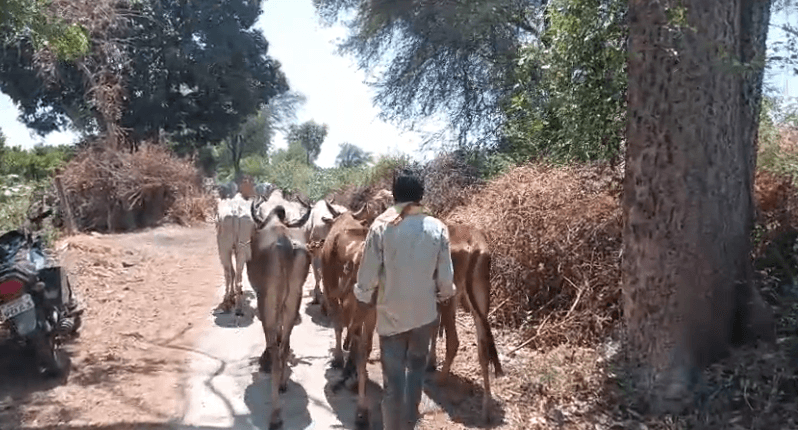 पांढुर्णा: मोहगांव बैल बाजार में गौ तस्कारी का आरोप; कार्यवाई की मांग