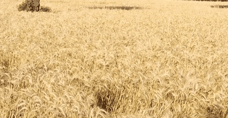 Screenshot-2026-04-05-at-1.04.22-PM