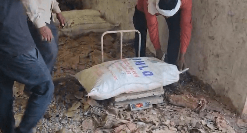 बुरहानपुर में वन विभाग की बड़ी कार्रवाई: अवैध सलाई गोंद तस्करी का भंडाफोड़