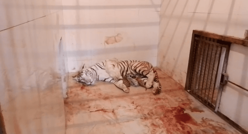 ग्वालियर: गांधी प्राणी उद्यान में सफेद बाघिन मीरा ने तीसरी बार दिया तीन शावकों को जन्म