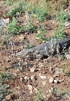 शिवपुरी: बस स्टैंड के पास नाले में मिला 6 फीट लंबा मगरमच्छ, वन विभाग ने सुरक्षित किया रेस्क्यू