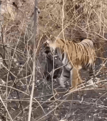 उमरिया: महुआ बीनते समय ग्रामीण का सामना बाघ से, वन विभाग सतर्क