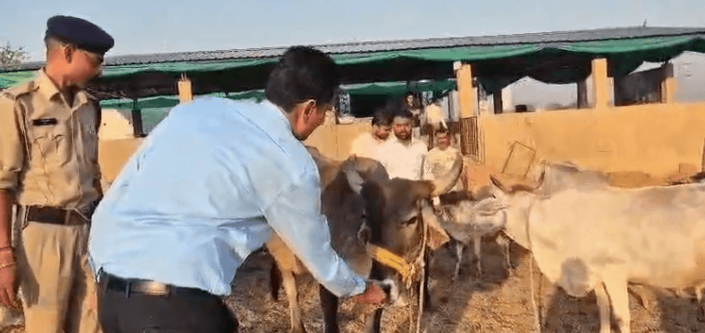 दमोह में गौशालाओं की व्यवस्थाओं पर कलेक्टर की नजर, चारा-पानी और उपचार व्यवस्था सुधारने के निर्देश