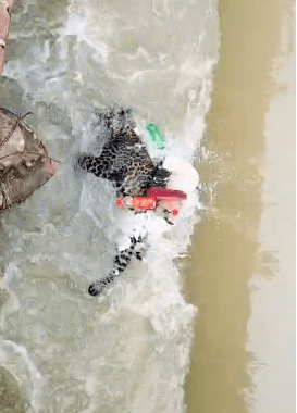 पीलीभीत में नहर में तेंदुए का शव मिलने से सनसनी, वन विभाग ने पोस्टमार्टम के लिए भेजा शव