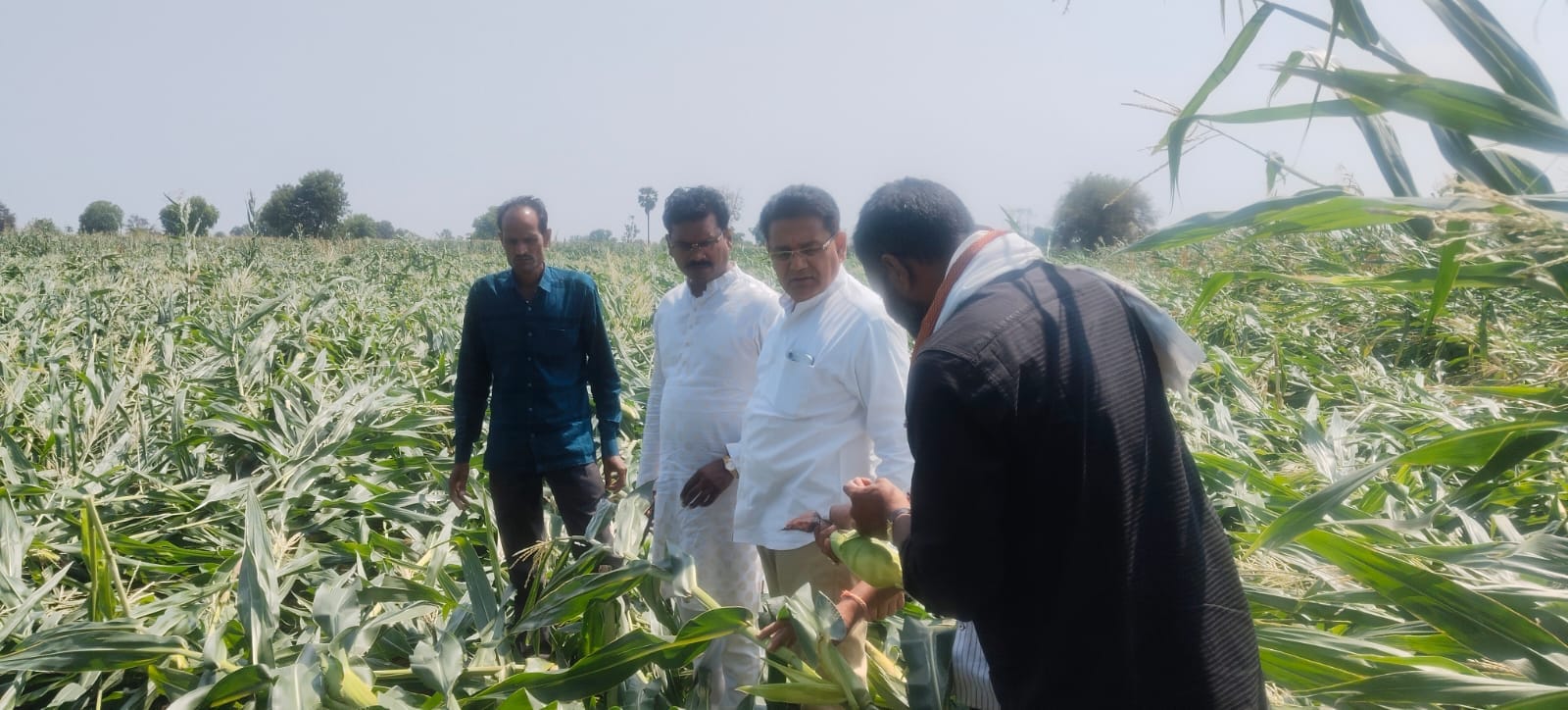 बुरहानपुर में ओलावृष्टि का कहर: फसलों को भारी नुकसान, किसानों की सहायता के लिए कांग्रेस नेता पहुंचे