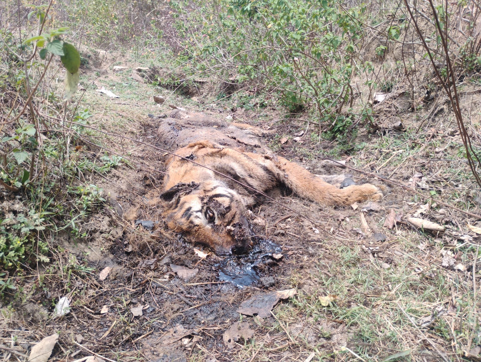 उमरिया जिला: चंदवार जंगल में मिला बाघ का क्षत-विक्षत शव; वन विभाग में हड़कंप