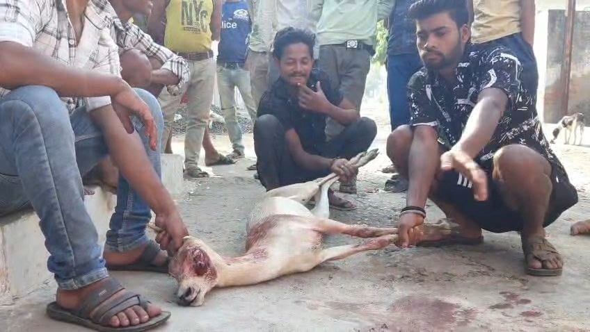 दमोह में आवारा कुत्तों के हमले से हिरण घायल, स्थानीय लोगों ने बचाकर वन विभाग को सौंपा