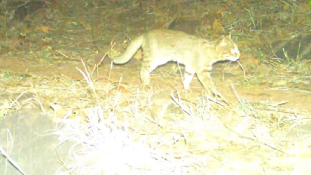 नौरादेही टाइगर रिजर्व: कैमरे में कैद हुई दुर्लभ ‘रस्टी स्पॉटेड कैट’