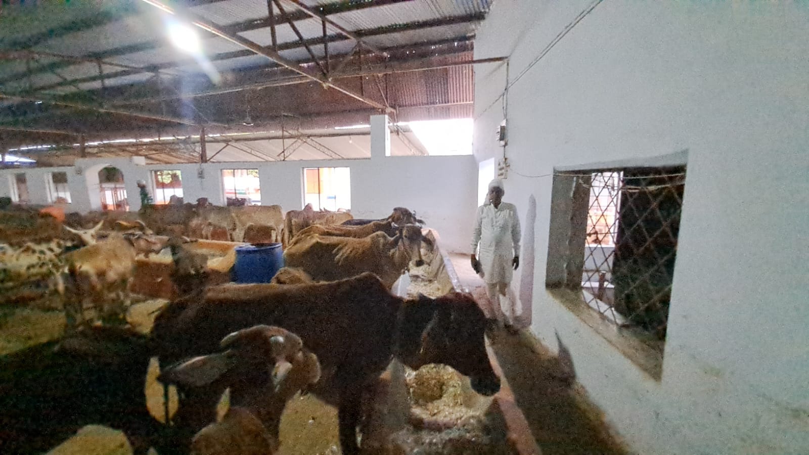 खंडवा में भीषण गर्मी: 41° तापमान में गायों के लिए ‘कूलर व्यवस्था’