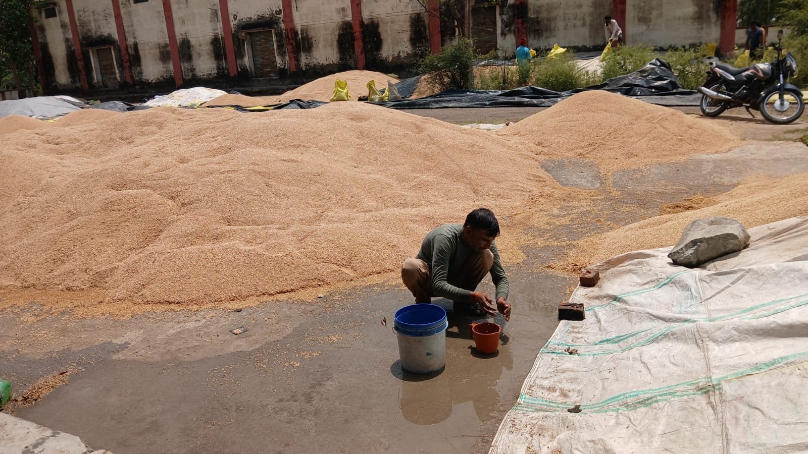 हमीरपुर में बेमौसम बारिश से किसानों पर मार, मंडी में भीगा हजारों कुंतल गेहूं