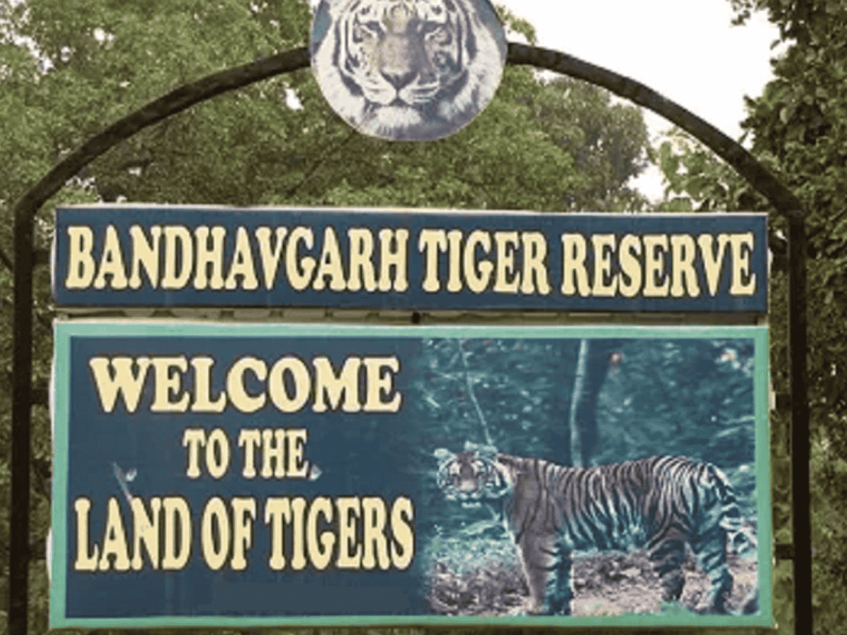 बांधवगढ़ टाइगर रिजर्व में मादा हाथी “गायत्री” की मौत, एंथ्रेक्स की आशंका से अलर्ट जारी