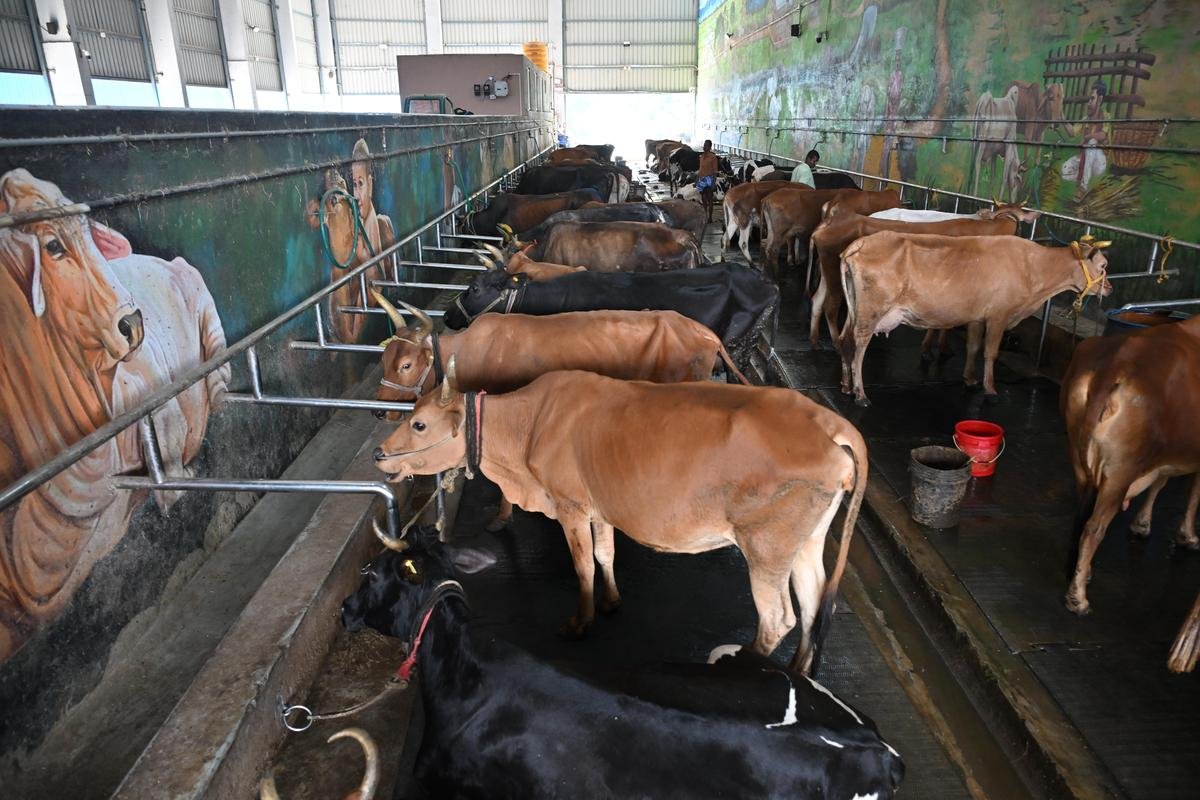योगी सरकार का बड़ा मास्टर प्लान: 75 जिलों की गोशालाओं में कृषि सखियों की तैनाती, गो संरक्षण से मिलेगा रोजगार और ग्रामीण समृद्धि