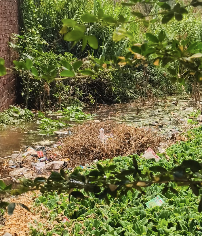 लखीमपुर खीरी में तालाब पाटकर अवैध प्लाटिंग का आरोप, गंदे पानी से लोग परेशान
