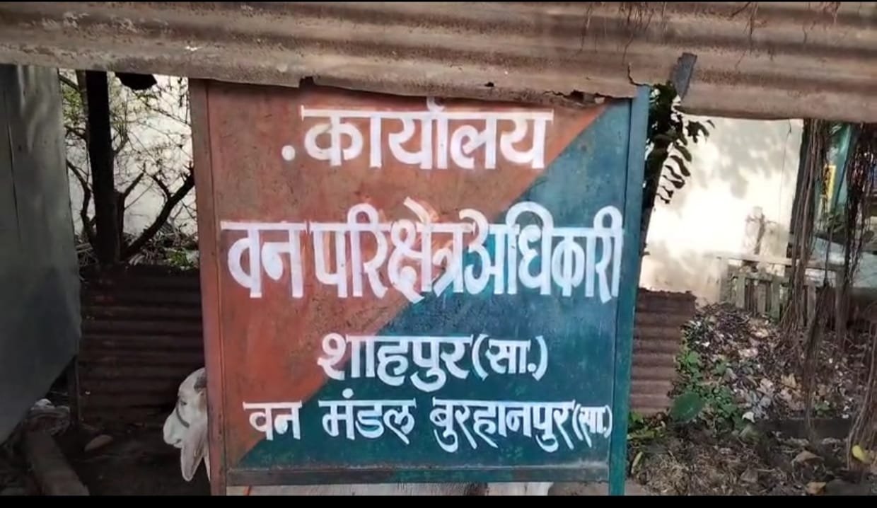 बुरहानपुर में मादा तेंदुए की संदिग्ध मौत, सिर पर चोट के निशान मिलने से जांच तेज