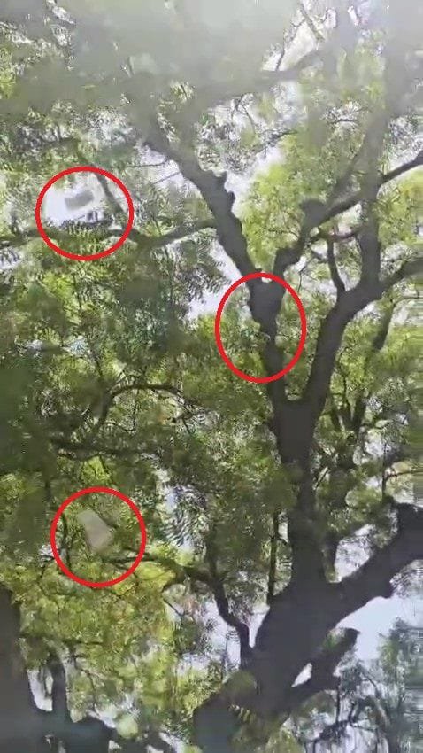 बुलंदशहर में अजब-गजब: दो लाख रुपयों से भरा थैला लेकर पेड़ पर चढ़ा बंदर, नोटों की बारिश देख नीचे मची लूट