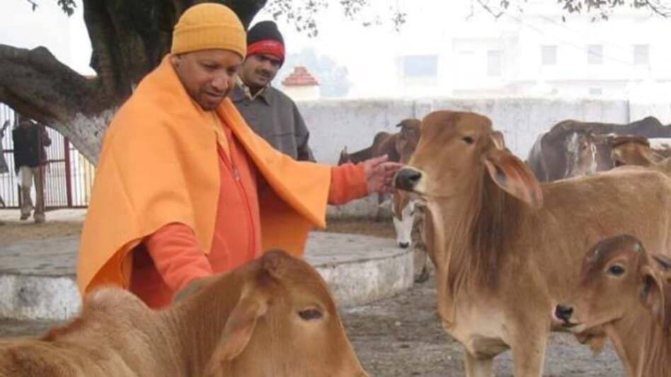 yogi_cow_1548752829_749x421