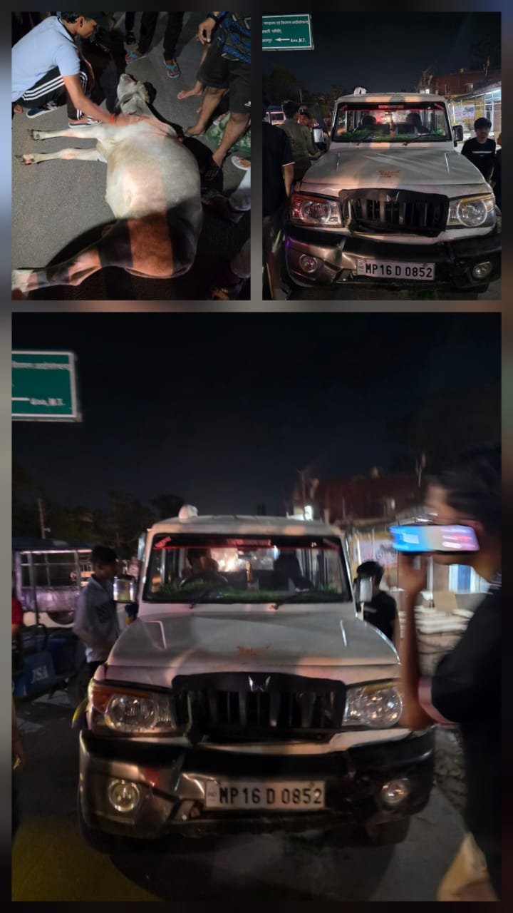 सटई रोड पर रफ्तार का कहर: तेज रफ्तार बोलेरो ने गाय को मारी जोरदार टक्कर, गंभीर रूप से घायल; स्थानीय लोगों में भारी आक्रोश