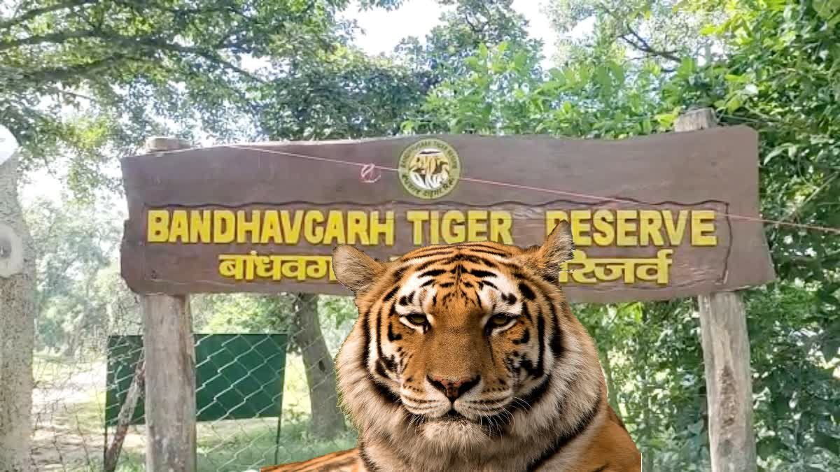 बांधवगढ़ टाइगर रिजर्व में मिला बाघ का कंकाल, मौत की वजह तलाशने में जुटा वन विभाग