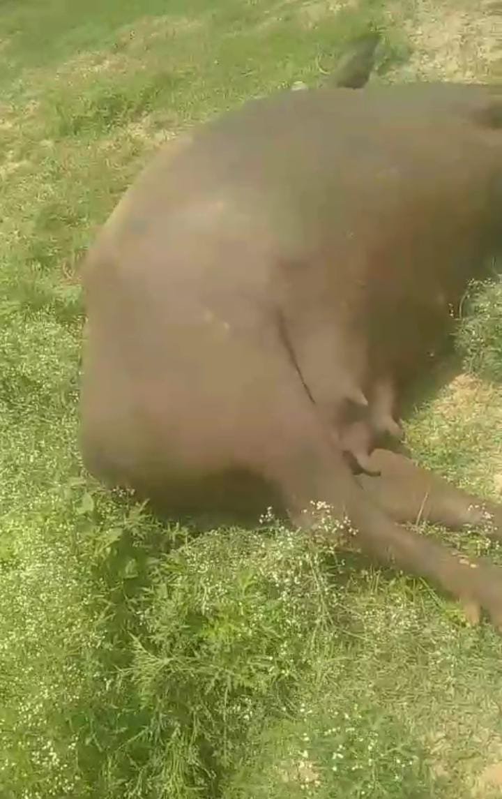 भिंड के कैथा गांव में सांप के काटने से भैंस की मौत, रावतपुरा थाना पुलिस ने पंचनामा कर कराया पोस्टमार्टम; मामले की जांच शुरू