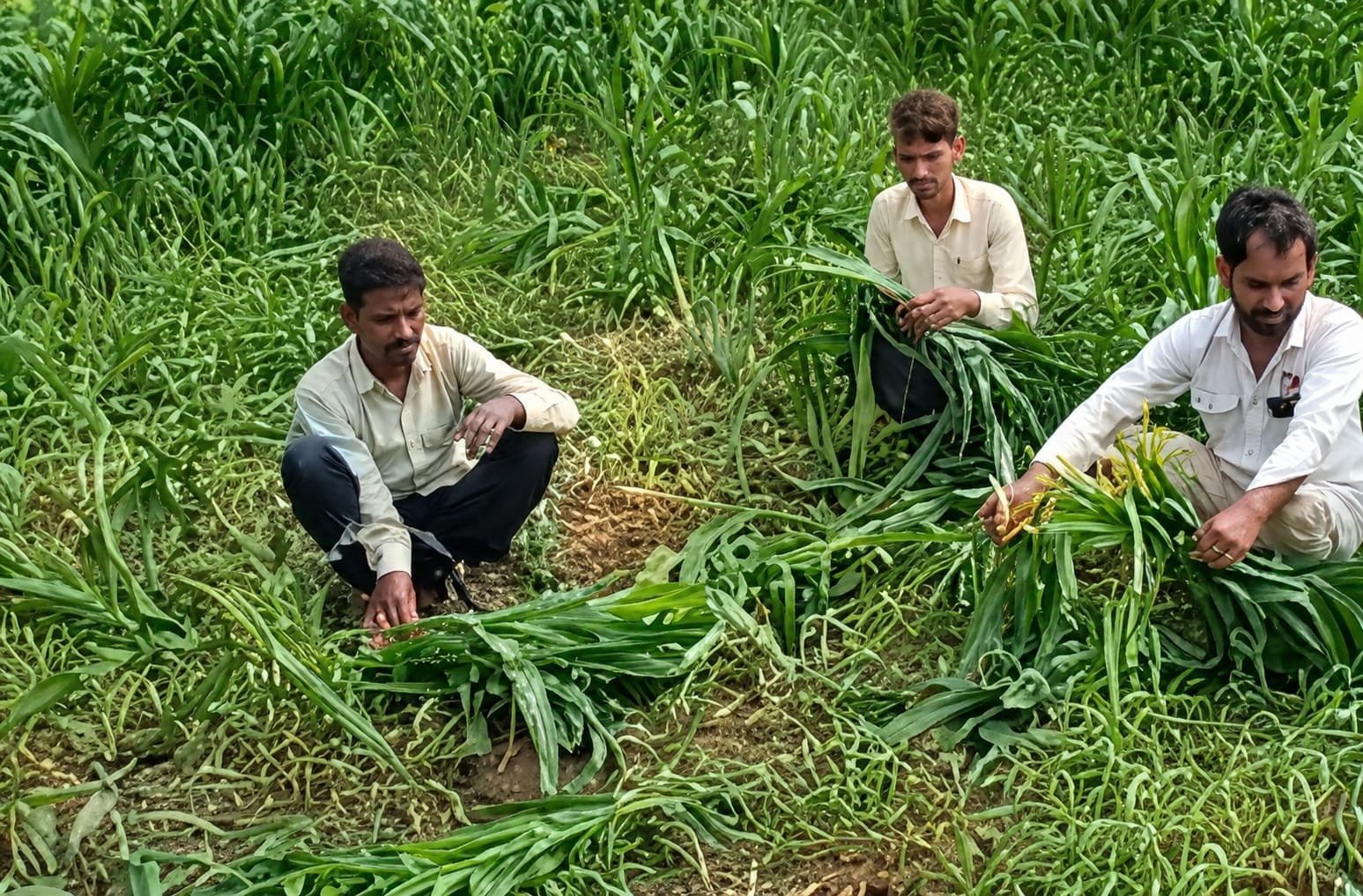 शिवपुरी में जंगली सूअरों का आतंक, 2 बीघा मक्का फसल उजड़ी; किसानों ने आंदोलन की दी चेतावनी