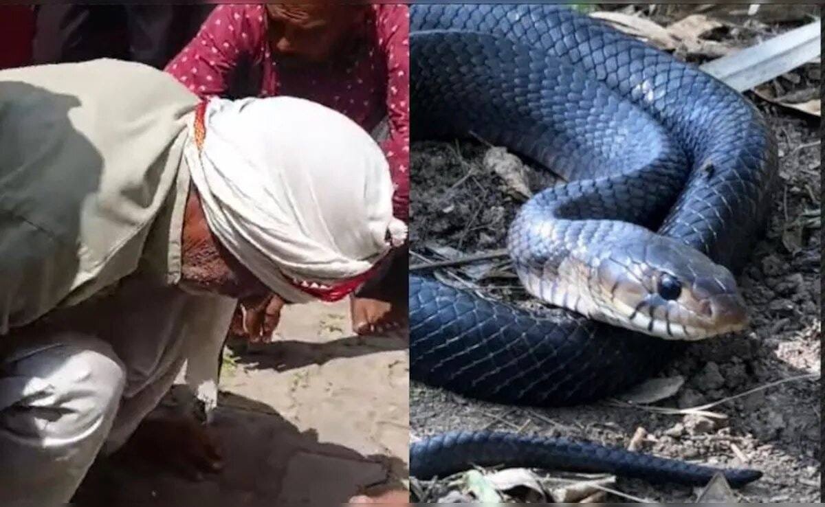 दमोह में दर्दनाक हादसा: घर की चौखट पर सांप के डसने से 55 वर्षीय वृद्ध की मौत