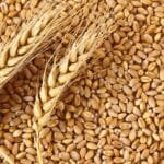 wheat-seed-hd-2967-