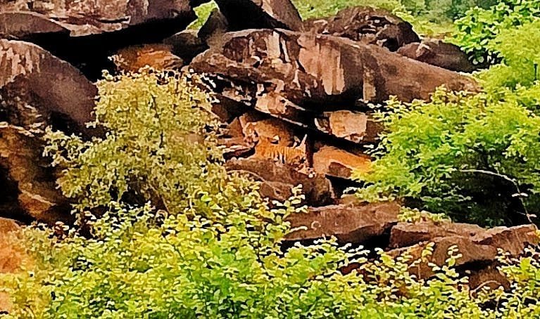 माधव टाइगर रिजर्व में बढ़ा बाघों का कुनबा: 3 महीने के शावक के साथ दिखी बाघिन MT-4, वन्यजीव प्रेमियों में उत्साह