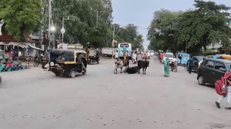 मैहर में आवारा पशुओं का आतंक, सड़कों पर जमावड़े से बढ़ा हादसों का खतरा; नगर पालिका की कार्यप्रणाली पर उठे सवाल
