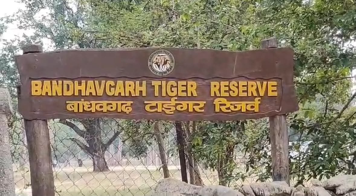 बांधवगढ़ में मृत मिले बाघ का अंतिम संस्कार: मौत की वजह जानने वैज्ञानिक जांच शुरू