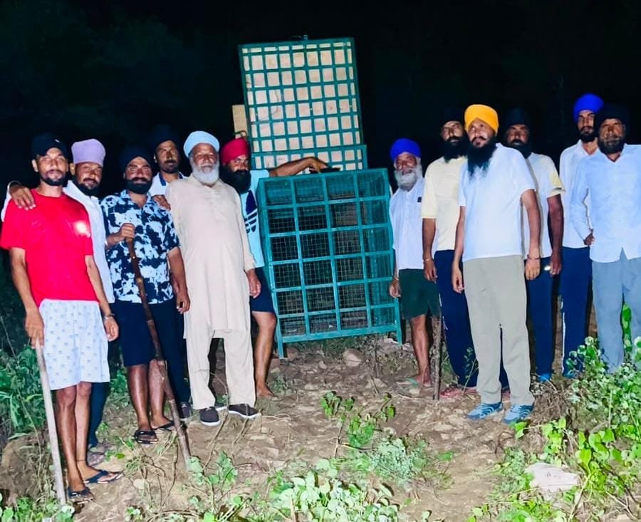 शिवपुरी में एक महीने से दहशत फैला रही तेंदुआ मादा और शावक रेस्क्यू, वन विभाग ने पिंजरे में किया कैद