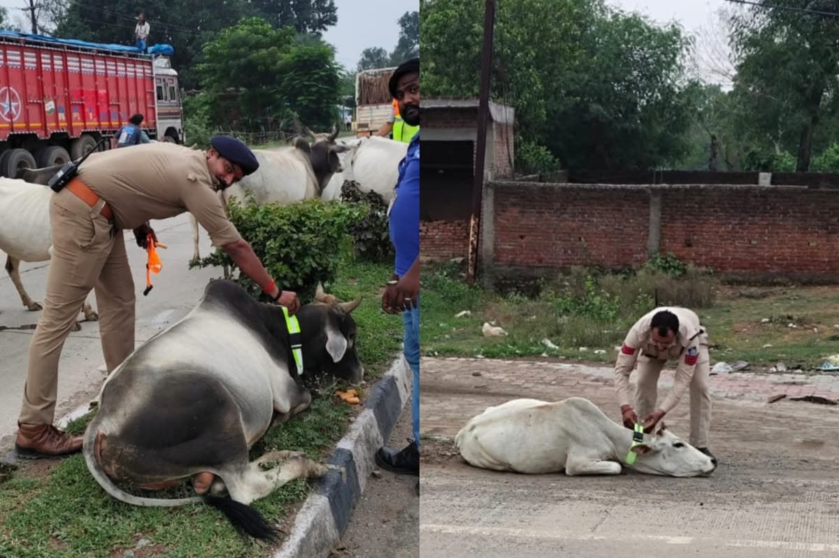 मैहर में आवारा पशुओं का मुद्दा गरमाया, नगरपालिका की कार्यप्रणाली पर उठे सवाल