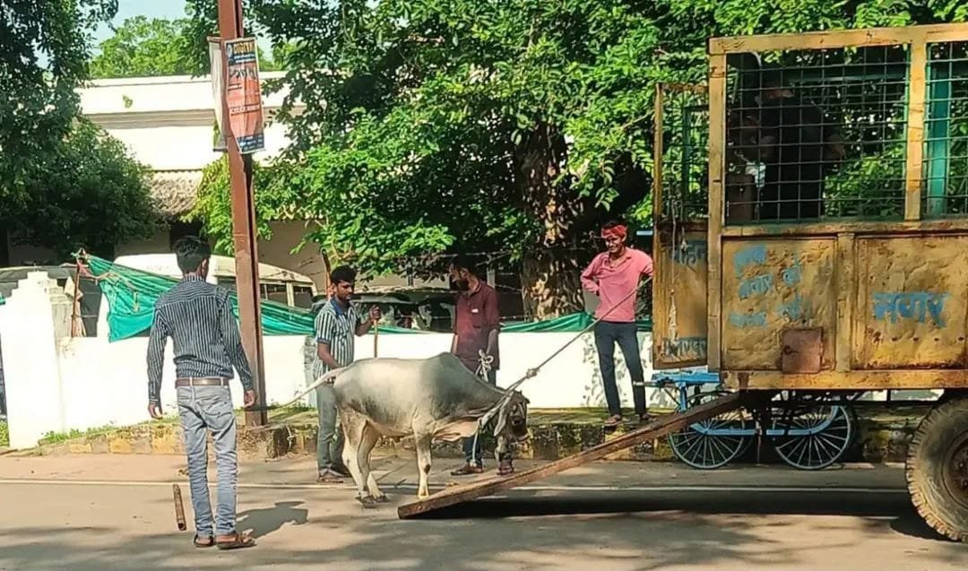 छतरपुर में सड़कों से हटाए जा रहे आवारा मवेशी, गौशालाओं में किया जा रहा शिफ्ट