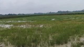 सीतापुर में 27 हजार पेड़ों की कटाई से हड़कंप, प्रशासन ने शुरू की जांच