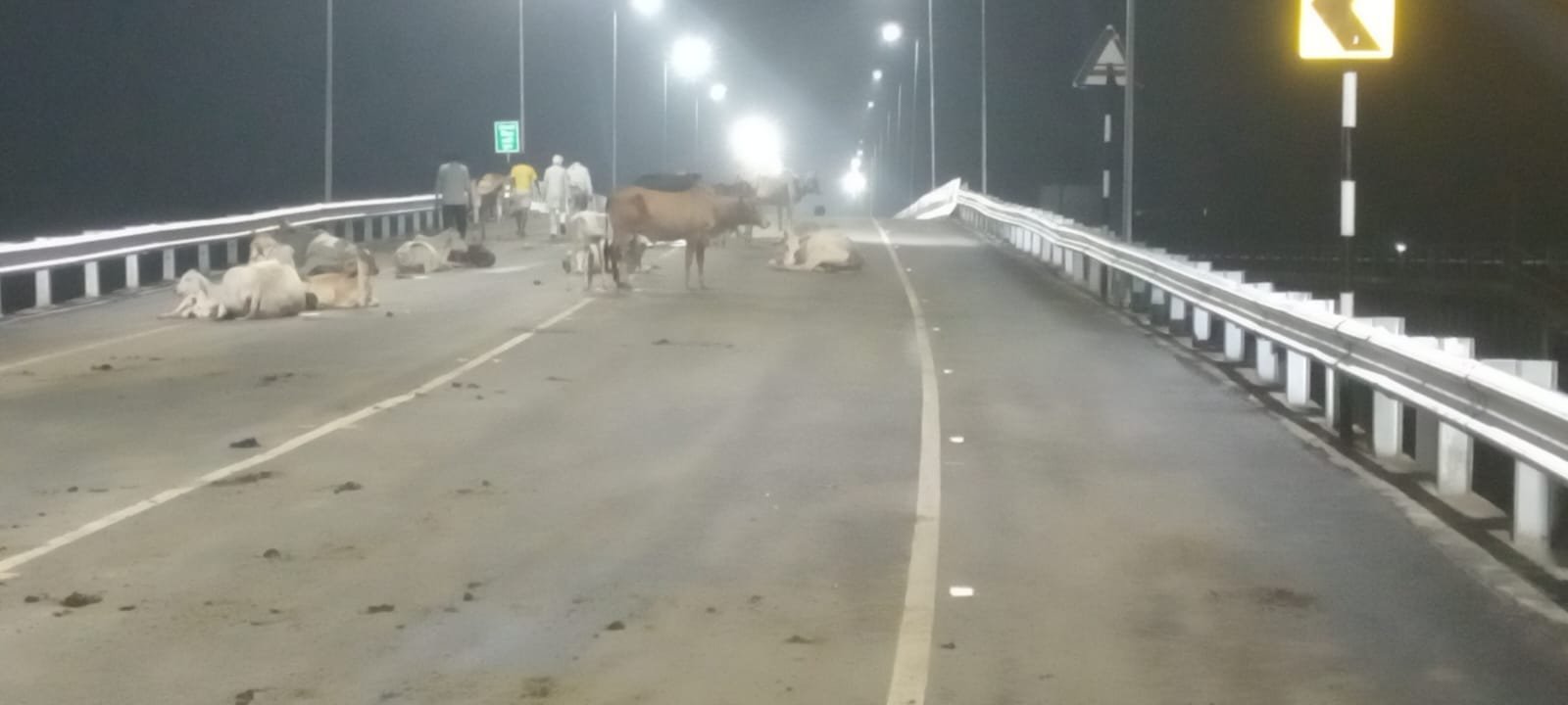 सेवढ़ा के नवीन पुल पर गोवंश का जमावड़ा, हादसे के बाद भी नहीं चेता प्रशासन; राहगीरों पर मंडरा रहा खतरा