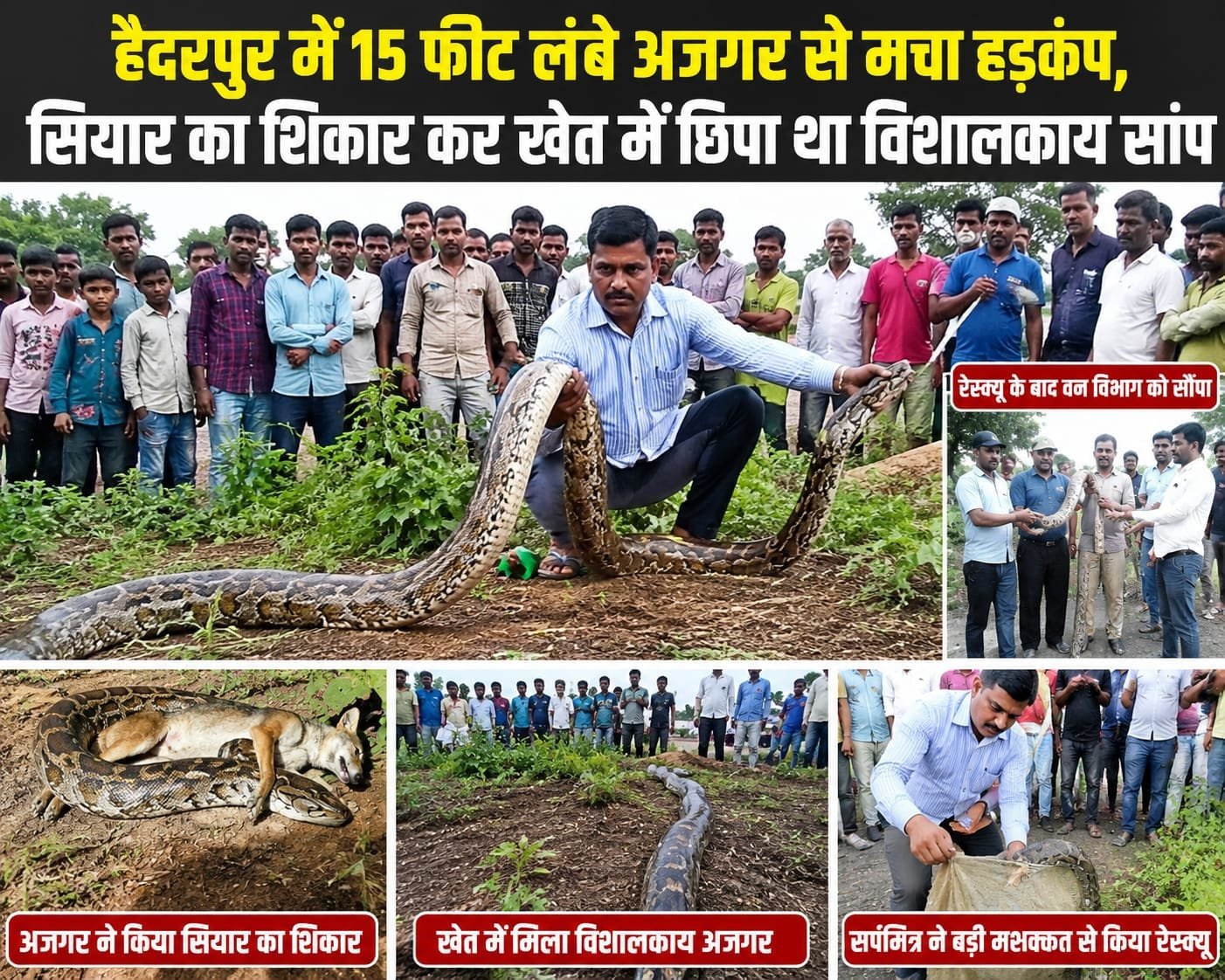 बुरहानपुर: हैदरपुर में 15 फीट लंबे अजगर से मचा हड़कंप, सियार का शिकार कर खेत में छिपा था विशालकाय सांप