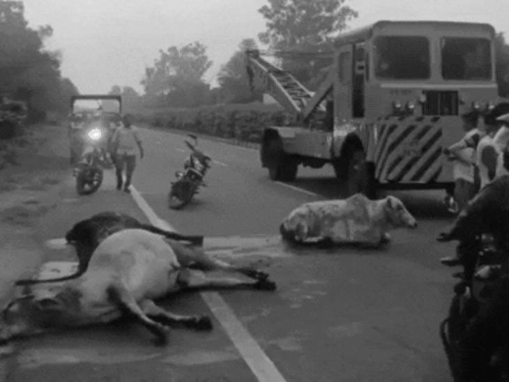 NH 46 पर दर्दनाक हादसा: अज्ञात वाहन की टक्कर से 7 गायों की मौत, आवारा गौवंश की समस्या फिर बनी चिंता