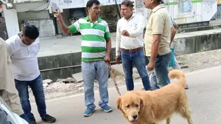 लखनऊ में पालतू कुत्तों पर सख्ती, बिना लाइसेंस मिले तो लगेगा 15 हजार रुपये तक जुर्माना