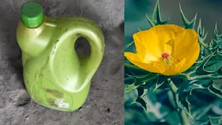 सत्यानाशी के बीज का तेल बना काल, बलिया में एक ही परिवार की तीन महिलाओं की मौत