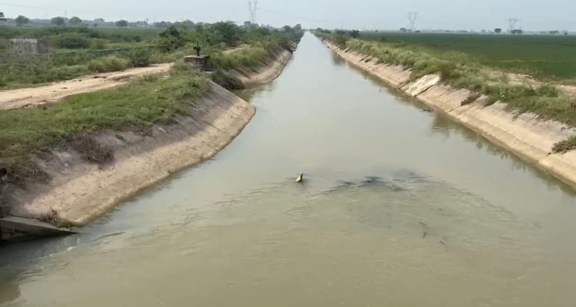 डबरा: नहरों में पानी की कमी से धान पर संकट, विधायक सुरेश राजे ने किया निरीक्षण, अधिकारियों को दिए निर्देश