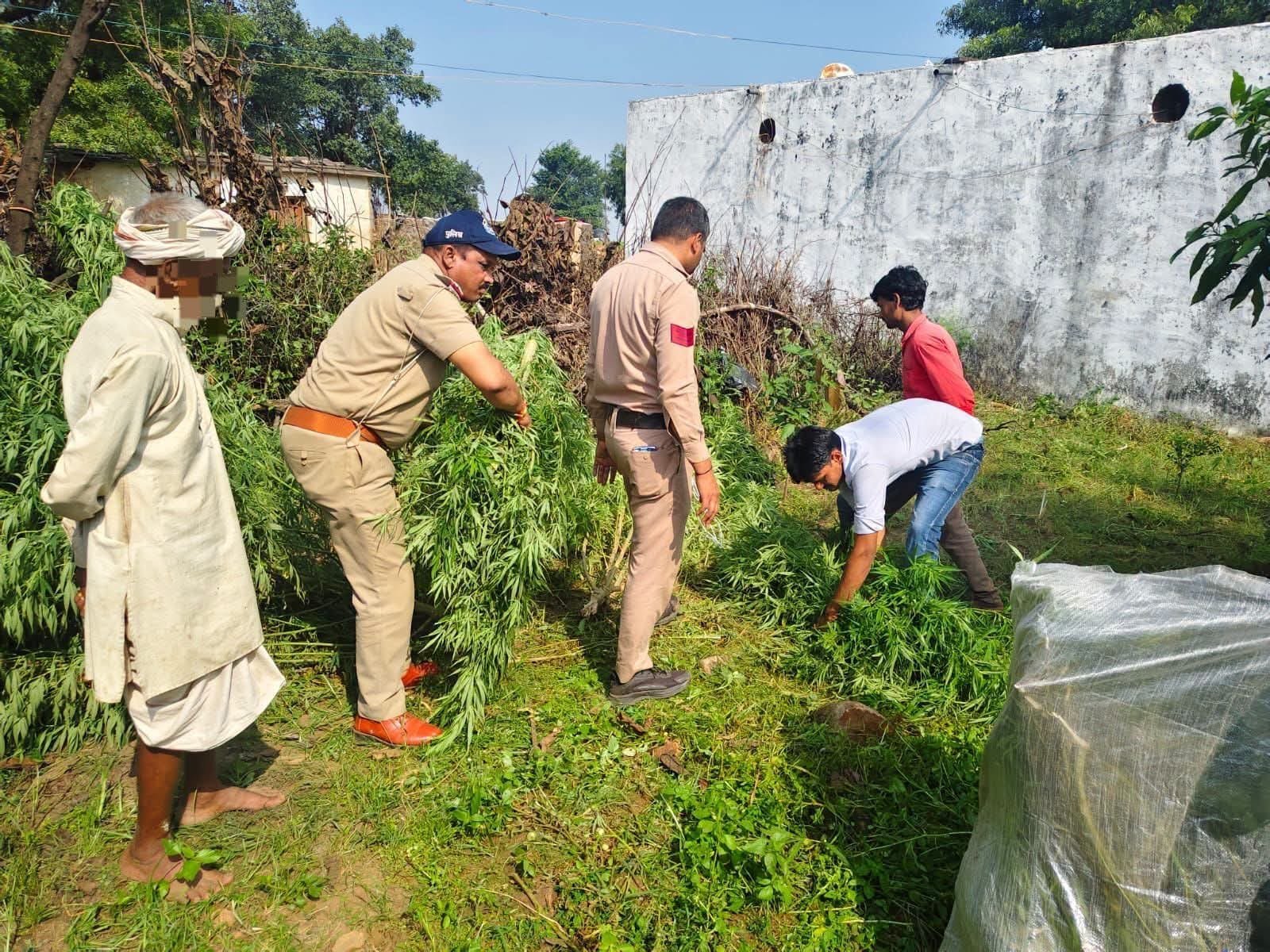 शिवपुरी में गांजे के खिलाफ पुलिस का एक्शन, बाड़े से 9 हरे पौधे जब्त, आरोपी गिरफ्तार
