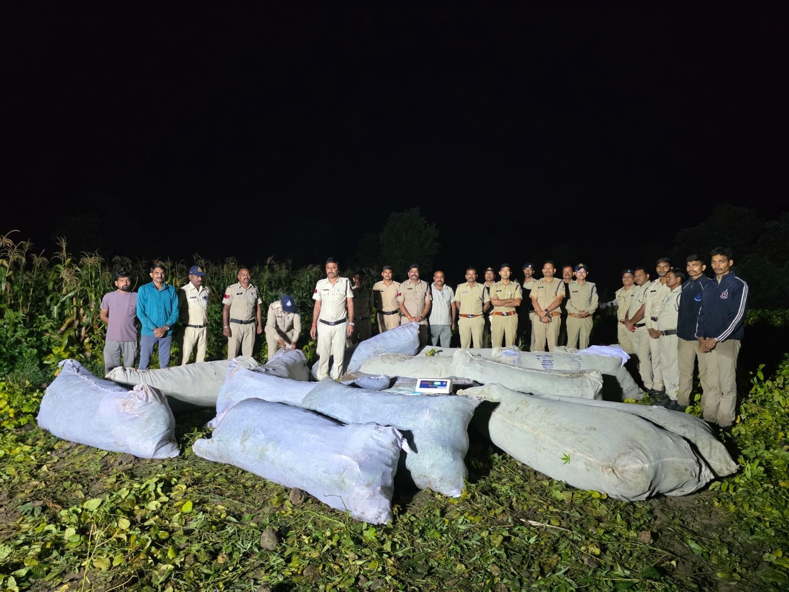 रतलाम में शासकीय भूमि पर गांजे की अवैध खेती का भंडाफोड़, 2948 पौधे जब्त