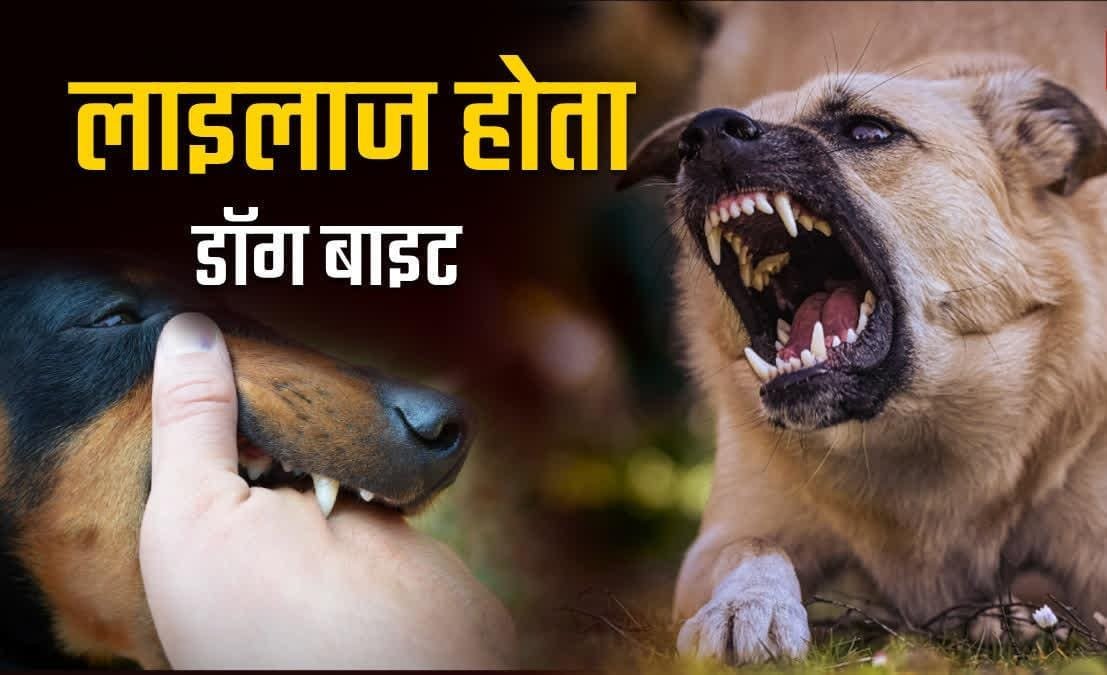 शिवपुरी में आवारा कुत्तों का आतंक, 24 घंटे में 11 डॉग बाइट केस से बढ़ी चिंता